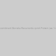 Image of Recombinant Borrelia Recurrentis rpmA Protein (aa 1-81)